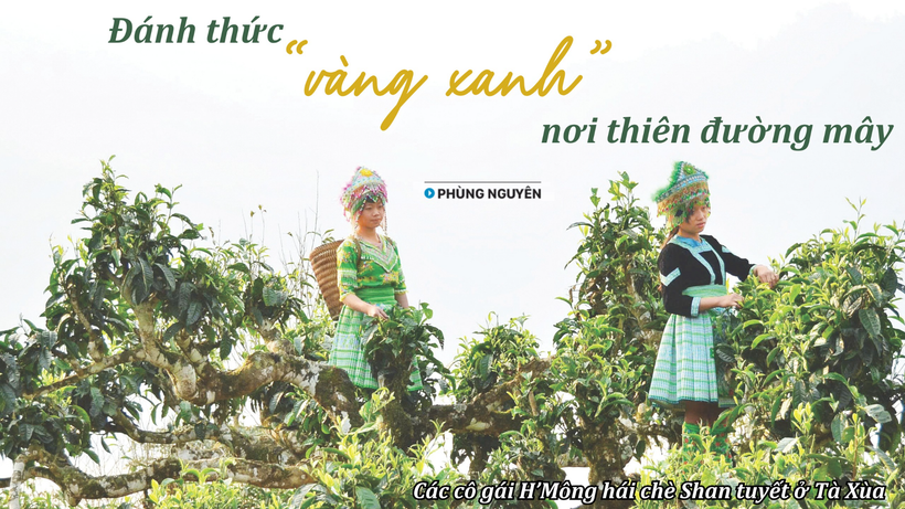 Đánh thức "vàng xanh" nơi thiên đường mây