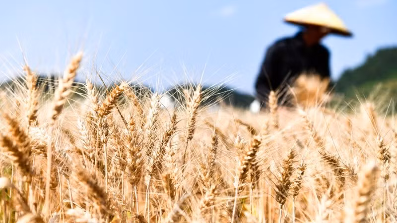 Ảnh minh họa: Tân Hoa xã