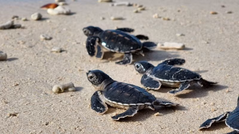 Rùa con mới nở đi về phía biển, bắt đầu hành trình sự sống. (Ảnh HẢI LÂM)