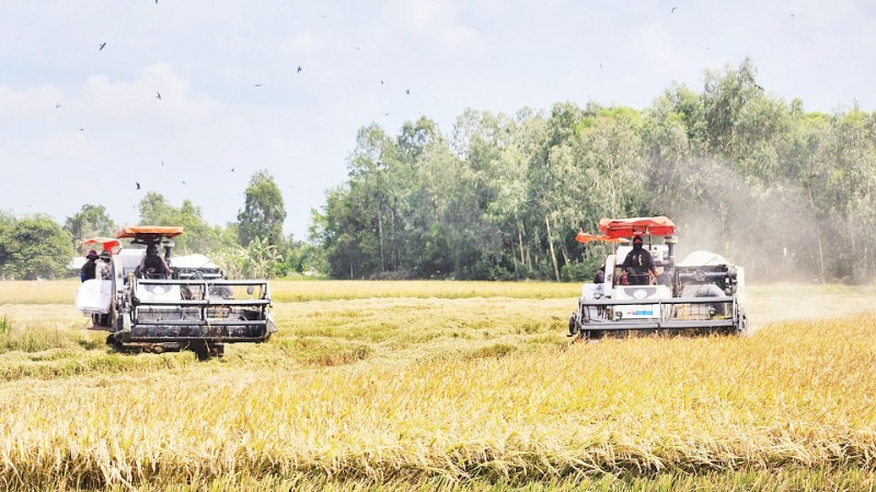 Nông dân tỉnh An Giang thu hoạch lúa trong Đề án. (Ảnh: QUỐC TRINH)