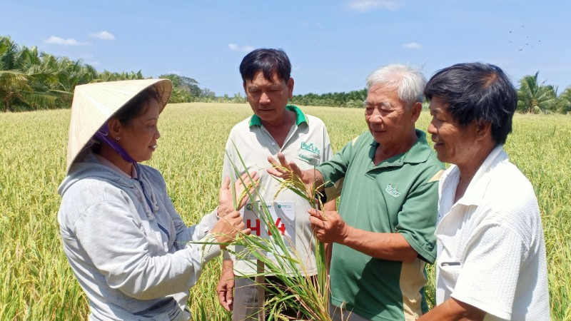 Lao động trong nông nghiệp hiện nay hầu hết đều do người cao tuổi đảm nhiệm.