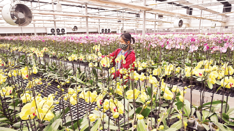 Ứng dụng công nghệ sinh học trong trồng, chăm sóc hoa lan tại trang trại Mê Linh F Farm. (Ảnh: ĐĂNG ANH)