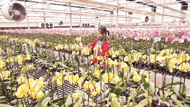 Ứng dụng công nghệ sinh học trong trồng, chăm sóc hoa lan tại trang trại Mê Linh F Farm. (Ảnh: ĐĂNG ANH)