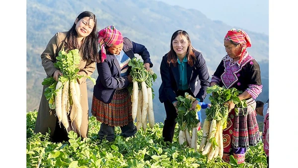 Hợp tác xã Hạnh Mơi là điểm sáng liên kết nông nghiệp của xã.