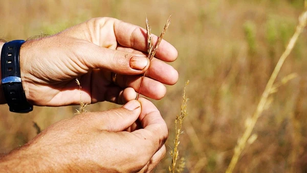 Cây Kernza đang phát triển trên các cánh đồng nghiên cứu. Ảnh: BEN MARTYNOGA