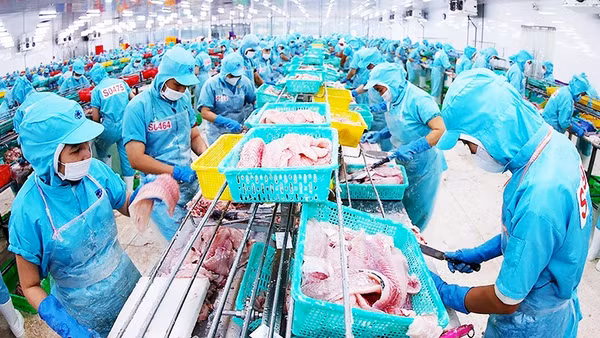 Chế biến cá tra phi-lê xuất khẩu ở nhà máy của Tập đoàn Sao Mai, tỉnh An Giang. Ảnh: VŨ SINH