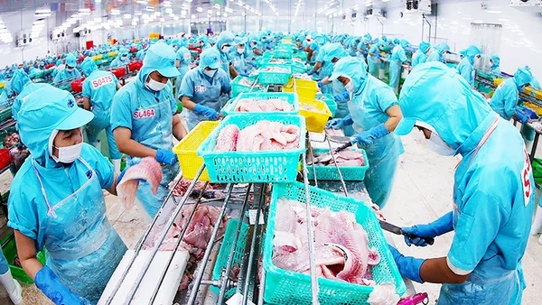 Chế biến cá tra phi-lê xuất khẩu ở nhà máy của Tập đoàn Sao Mai, tỉnh An Giang. Ảnh: VŨ SINH