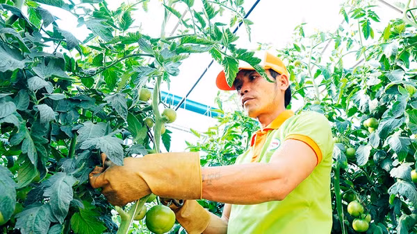 Người dân áp dụng các mô hình sản xuất khoa học để đem lại hiệu quả cao. Ảnh: NAM ANH