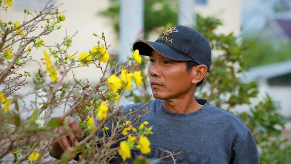 Những bông hoa nở sớm khiến người trồng mai ở phường An Nhơn Đông lo lắng. Ảnh: NGUYỄN GIA