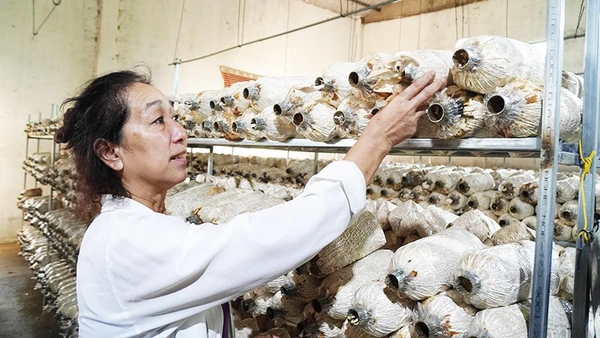 Nữ cựu chiến binh Lê Thị Nguyệt trong khu xưởng trồng nấm.