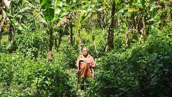 Những vườn chuối xen rừng tại Công viên bang Oedra Branca. Ảnh: THE GUARDIAN