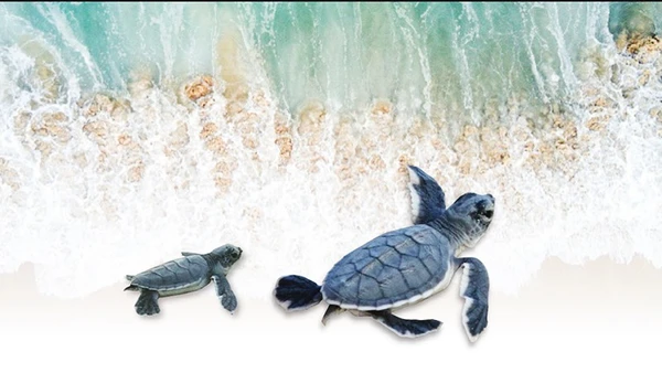 Nâng bước rùa con về biển lớn