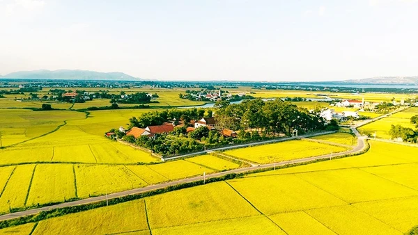 Mùa vàng ở Làng Sông