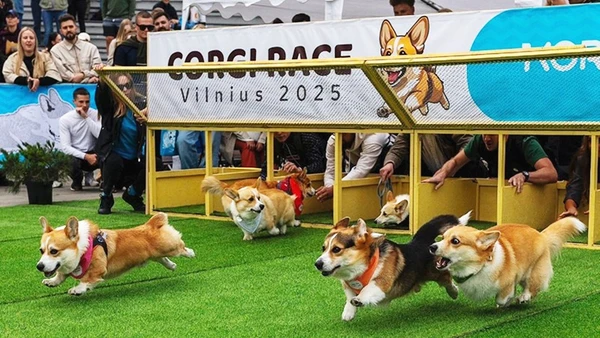 Cuộc thi dành cho chó Corgi