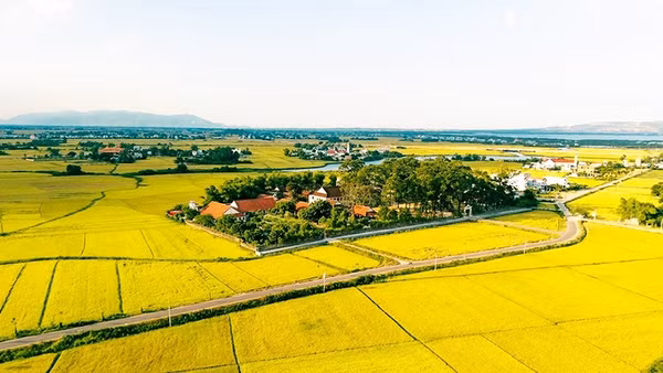 Mùa vàng ở Làng Sông