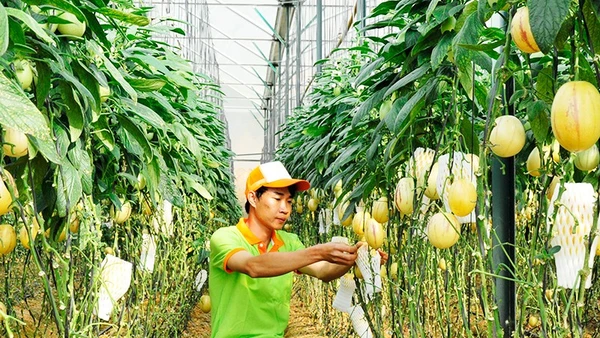 Chăm sóc vườn dưa lưới tại Lâm Đồng. Ảnh: NGUYỆT ANH