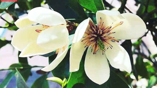 Mùi ký ức lan tiêu đã chín