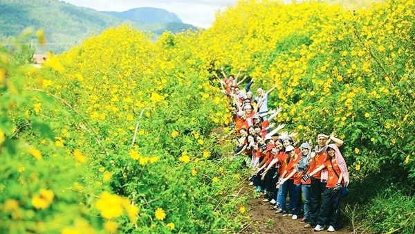 Mùa vàng rực rỡ ở Tây Nguyên