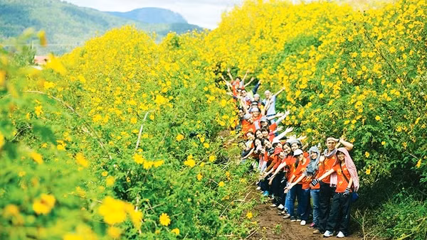 Mùa vàng rực rỡ ở Tây Nguyên