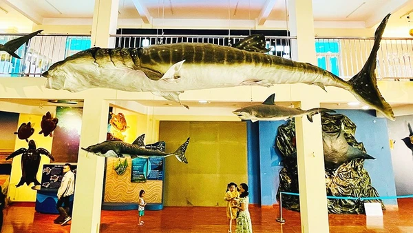 Viện Hải dương học Nha Trang là điểm đến được nhiều du khách lựa chọn.