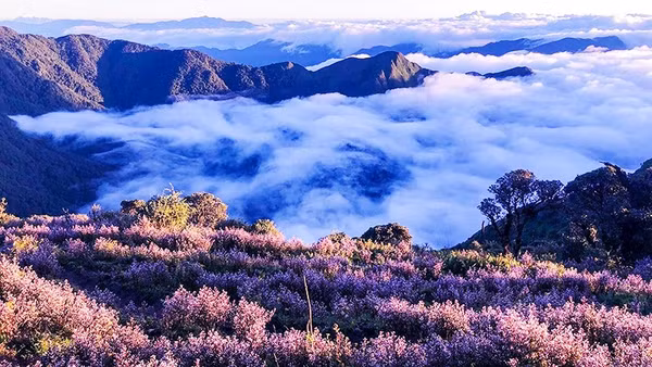 Mùa hoa tím giữa biển mây