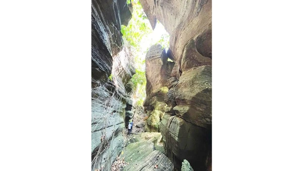 Kỳ quan giữa rừng già