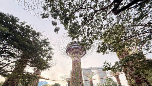 Rừng siêu cây thuộc hệ sinh thái của GBB.