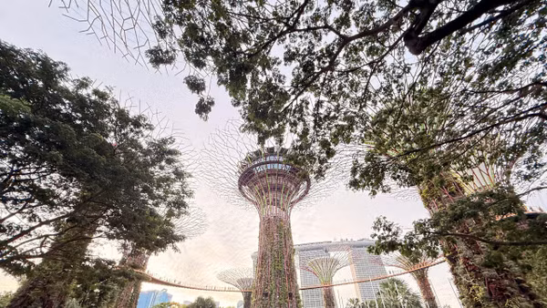 Rừng siêu cây thuộc hệ sinh thái của GBB.