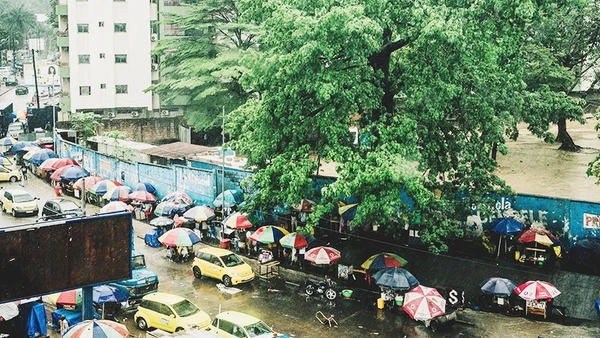 Cây bao báp cuối cùng tại thủ đô CHDC Congo. Ảnh: THE GUARDIAN