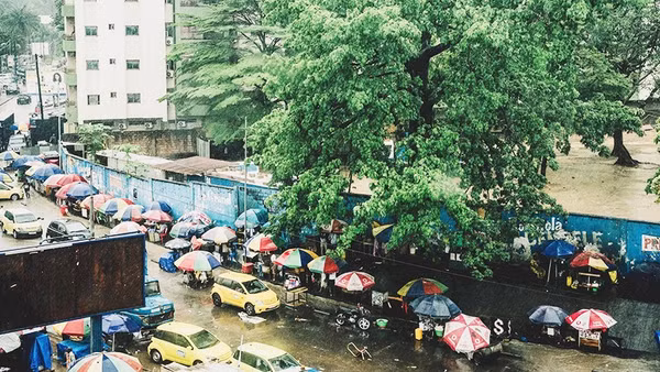 Cây bao báp cuối cùng tại thủ đô CHDC Congo. Ảnh: THE GUARDIAN