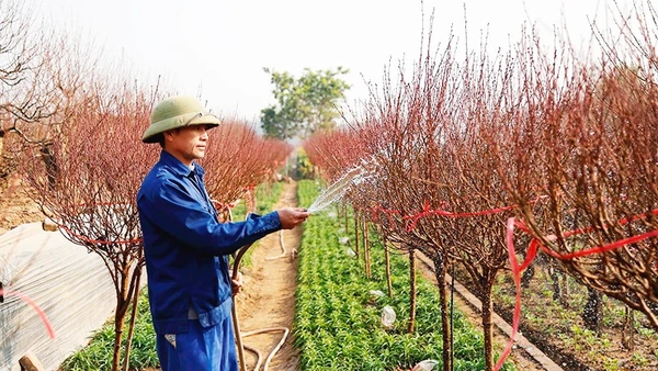 Chăm đào chờ “mùa thu hoạch”. Ảnh: ANH QUÂN