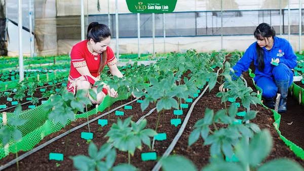 Công nhân chăm sóc vườn sâm giống của Tập đoàn Y dược sâm Ngọc Linh Việt Nam.