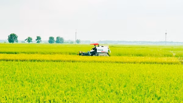 Nhiều diện tích đất nông nghiệp phía nam Hà Nội sẽ được bàn giao cho các dự án, đặt ra yêu cầu cấp thiết về chuyển đổi nghề nghiệp cho người dân.
