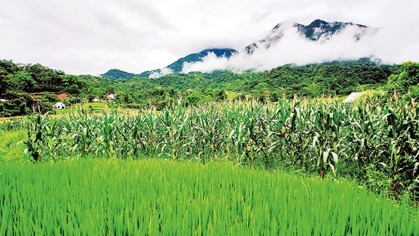 Mướt xanh vùng đất nhiều tiềm năng.