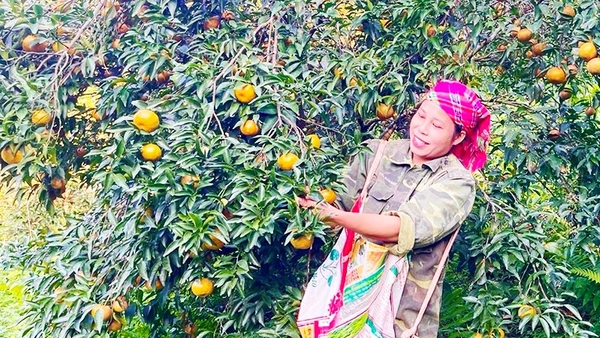 Người dân thôn Khuổi Cò thu hoạch quýt.