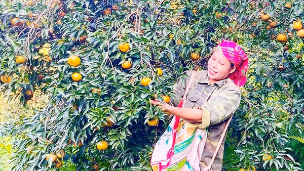 Người dân thôn Khuổi Cò thu hoạch quýt.