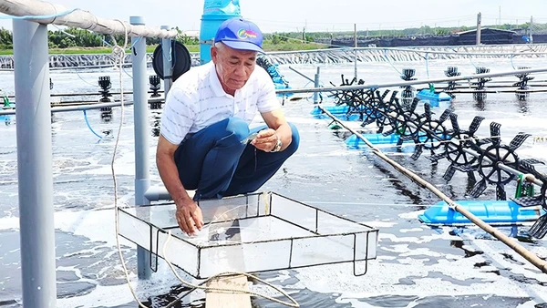 Nông dân Lê Văn Sấm đầu tư phát triển mô hình trang trại trong nuôi tôm công nghệ mang lại hiệu quả kinh tế cao.