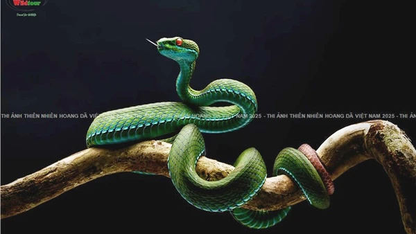 "Vũ điệu cảnh báo" bị thu hồi giải do phạm quy.