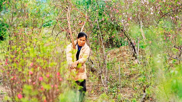 Xuân bãi bồi. Ảnh: NAM NGUYỄN