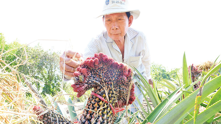 Khóm phụng được người dân xã Thạnh Mỹ, huyện Tân Phước chăm sóc tỉ mỉ, cung ứng cho thị trường.