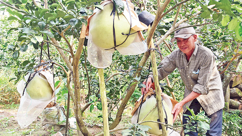 Ông Phan Thanh Đoàn, xã Đạo Thạnh, thành phố Mỹ Tho giới thiệu những trái bưởi Thúng do mình trồng.