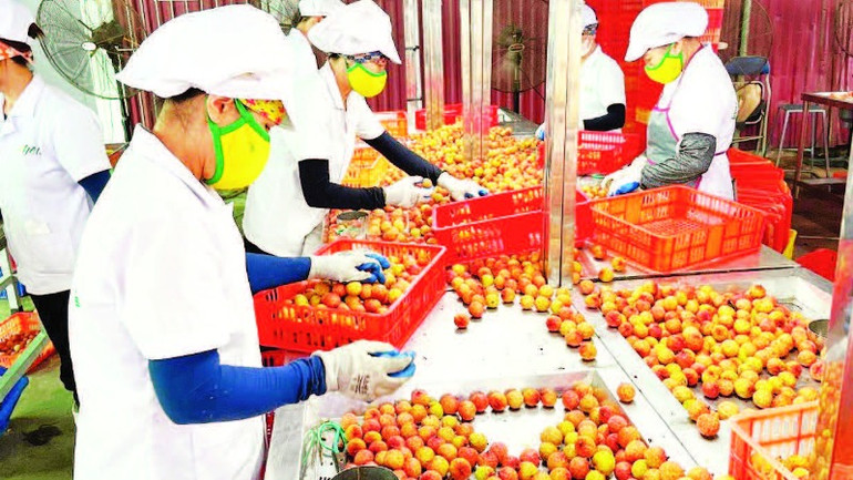 Chế biến vải thiều xuất khẩu. Chế biến vải thiều xuất khẩu.