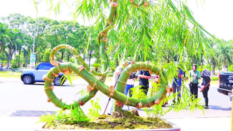 Tác phẩm “Tre vô cực” mang hình dáng kỳ lạ như biểu tượng vô cực, tượng trưng cho sự phát triển liên tục và vô tận được trưng bày tại triển lãm.