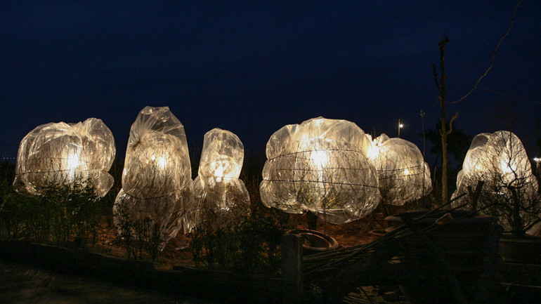 “Chống rét cho đào Nhật Tân, 1/2011” – Một khoảnh khắc đời thường giàu tính tư liệu, ghi lại hình ảnh những gốc đào được che chắn cẩn thận giữa đêm đông Hà Nội. (Tác giả: Lê Anh Dũng)