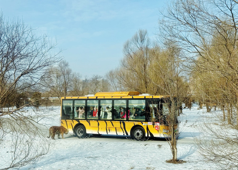Công viên hổ Siberia ở Cáp Nhĩ Tân là nơi bảo tồn khoảng 400 cá thể hổ quý hiếm. Du khách có thể trải nghiệm tiếp xúc gần với hổ qua xe buýt. Công viên hổ Siberia ở Cáp Nhĩ Tân là nơi bảo tồn khoảng 400 cá thể hổ quý hiếm. Du khách có thể trải nghiệm tiếp xúc gần với hổ qua xe buýt.