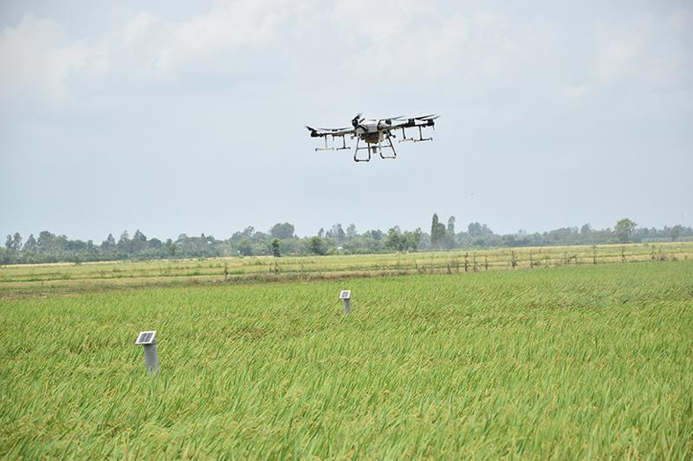 Nhiều địa phương ở tỉnh Đồng Tháp dùng thiết bị bay không người lái để phun thuốc bảo vệ thực vật cho lúa. (Ảnh: HỮU NGHĨA) Nhiều địa phương ở tỉnh Đồng Tháp dùng thiết bị bay không người lái để phun thuốc bảo vệ thực vật cho lúa. (Ảnh: HỮU NGHĨA)