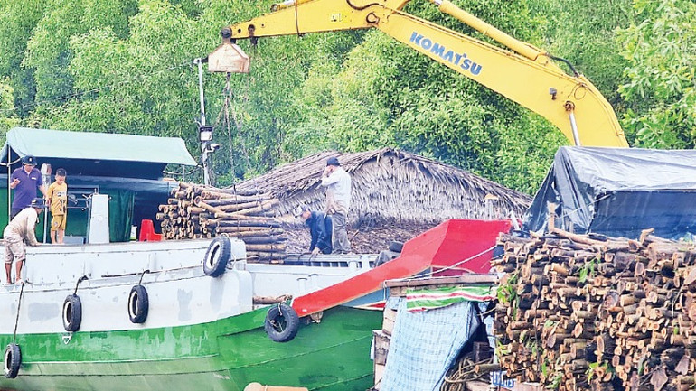 Keo lai sau khai thác được vận chuyển bằng ghe lớn tập kết tại các bìa rừng.