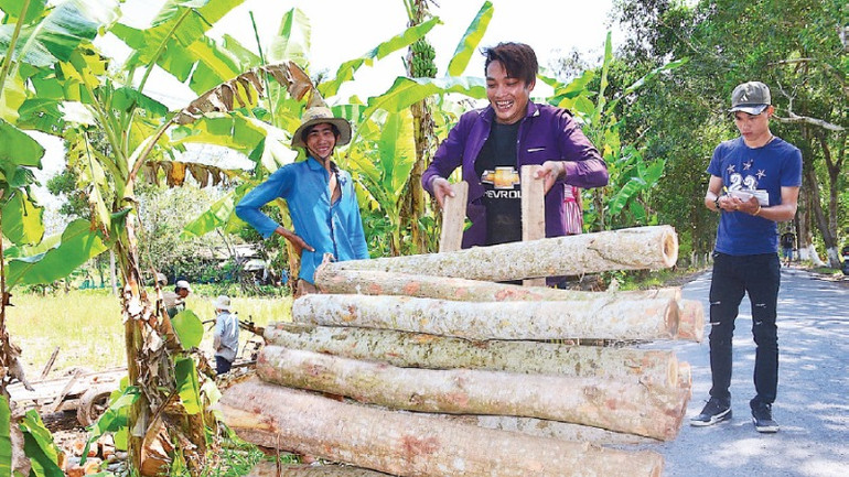 Gỗ keo lai còn được vận chuyển bằng đường xe tải đến các khu vực chế biến lâm sản tập trung trong và ngoài tỉnh.