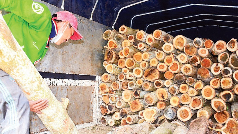 Gỗ keo lai còn được vận chuyển bằng đường xe tải đến các khu vực chế biến lâm sản tập trung trong và ngoài tỉnh.