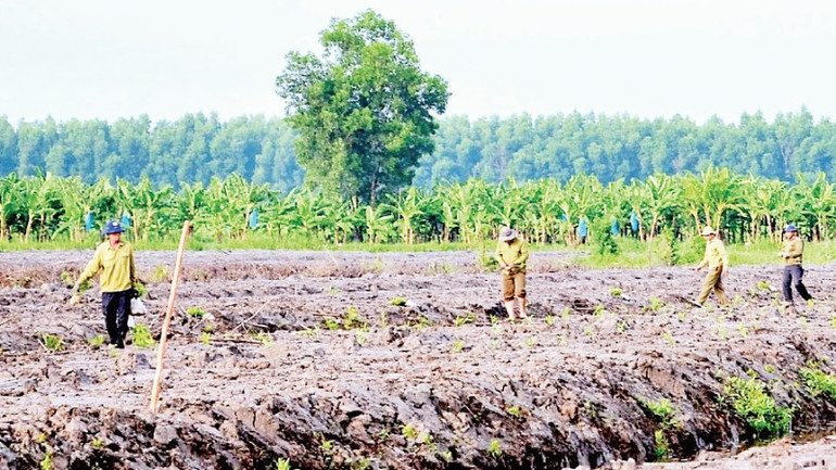 Sau khai thác, cư dân miệt rừng U Minh hạ tái trồng mới vụ keo lai ngay trong mùa mưa để cây dễ phát triển.